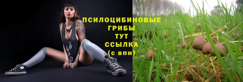 купить наркотики сайты  Зеленодольск  Псилоцибиновые грибы Psilocybe 